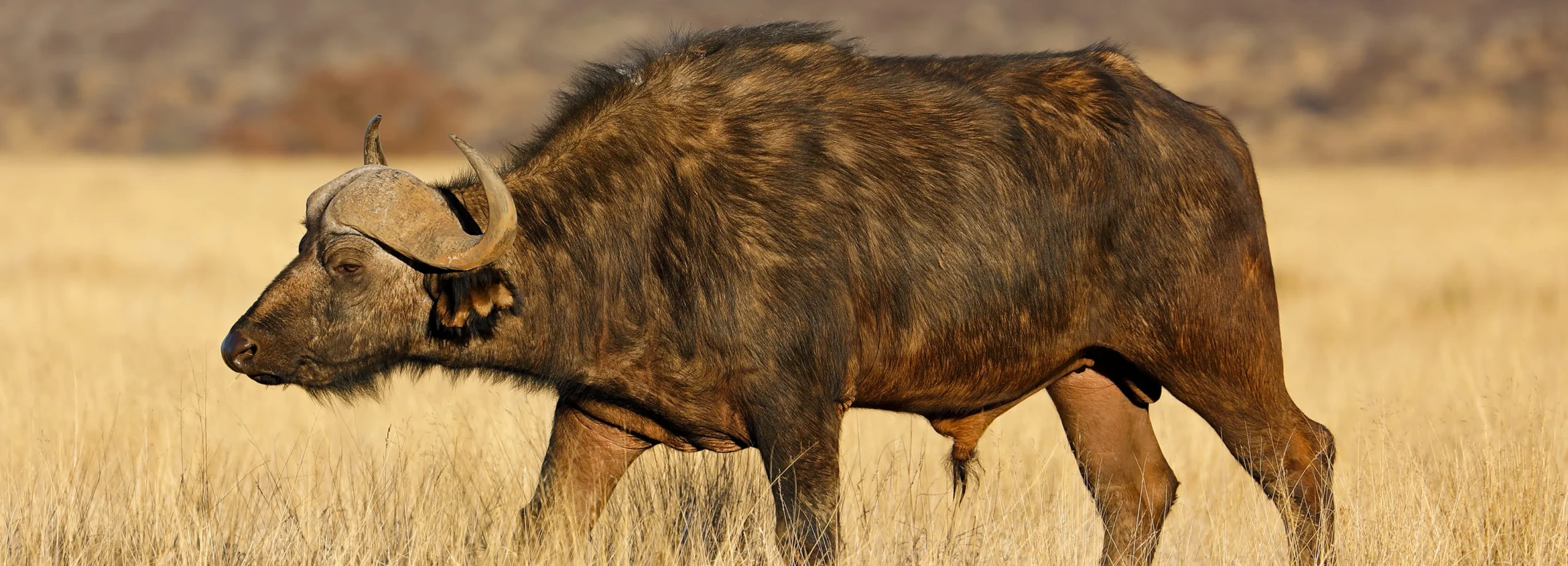 Cape buffalo walking through tall golden grass – ideal for cape buffalo hunting outfitters