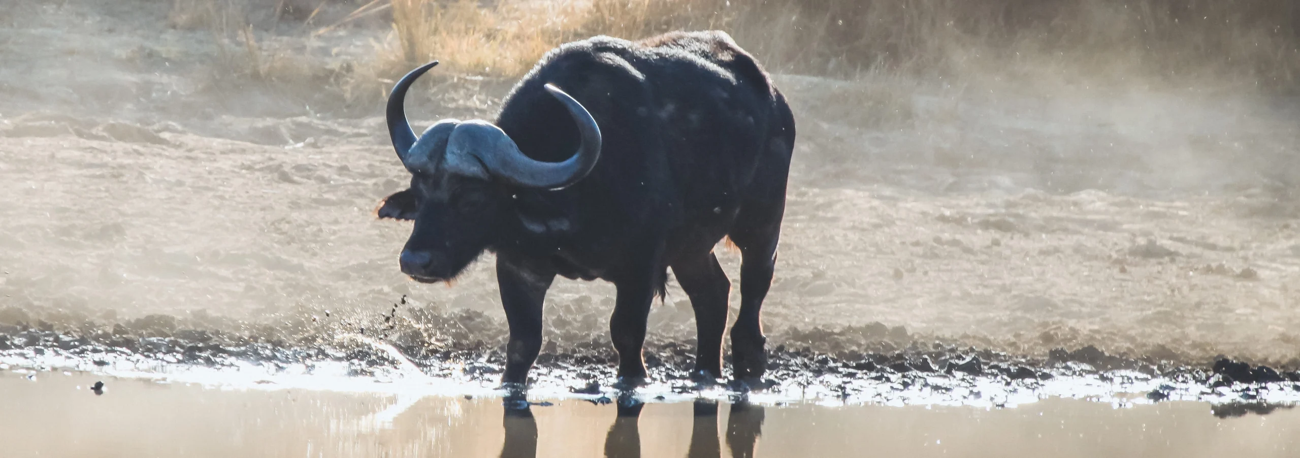 Cape buffalo standing at muddy watering hole – cape buffalo hunting outfitters
