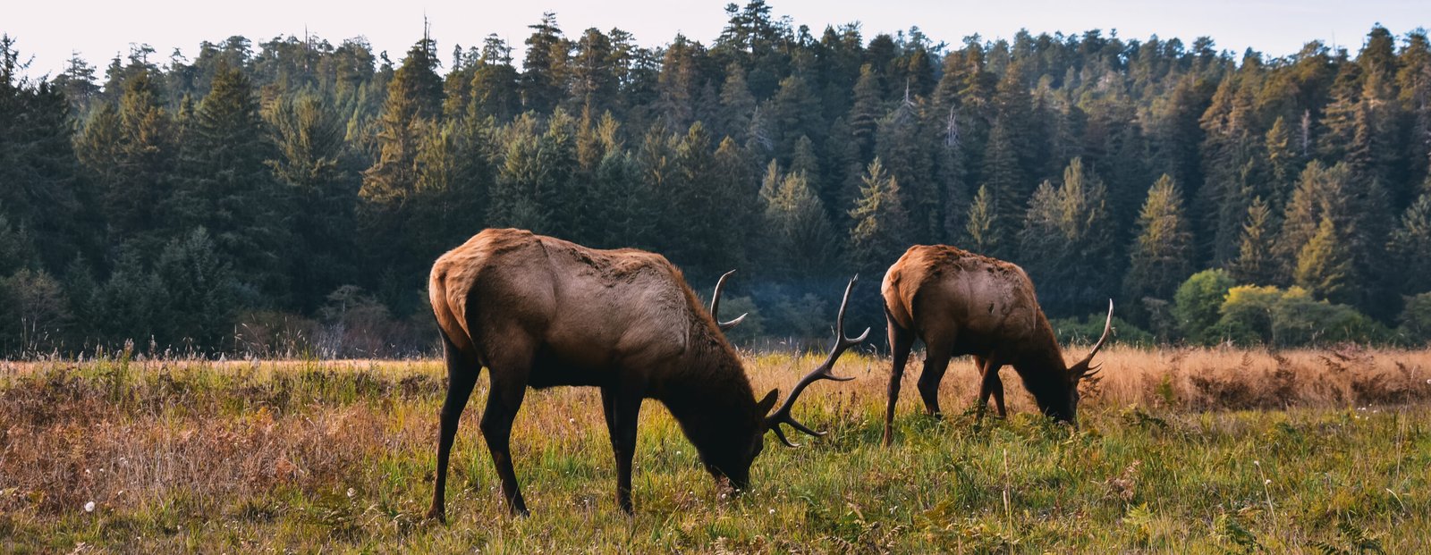Two bull elks grazing in an open field, a typical view with elk hunting outfitters