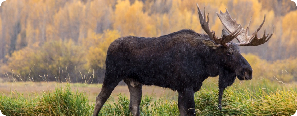 Large bull moose in tall grass during a Yukon expedition with expert Moose Hunting Outfitters