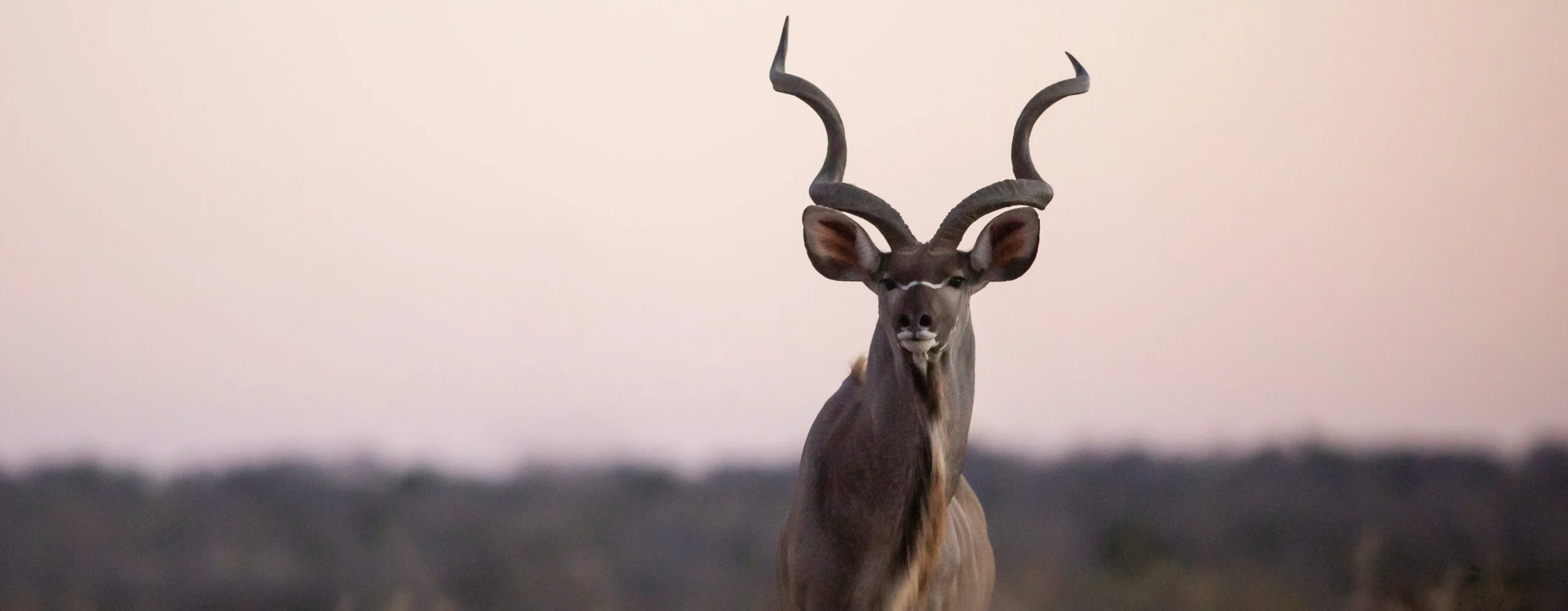Kudu standing alert with spiral horns at sunset – kudu hunting outfitters