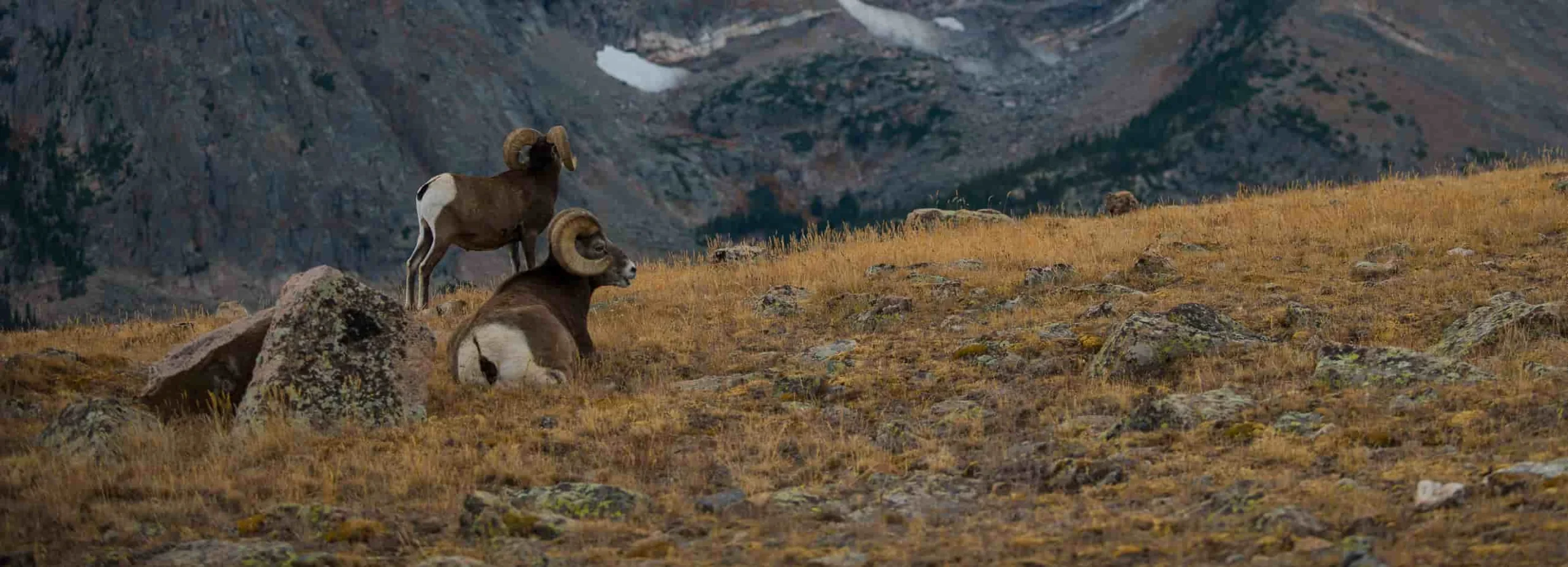 Two Stone sheep rams in alpine terrain during a high-country hunt with expert sheep hunting outfitters