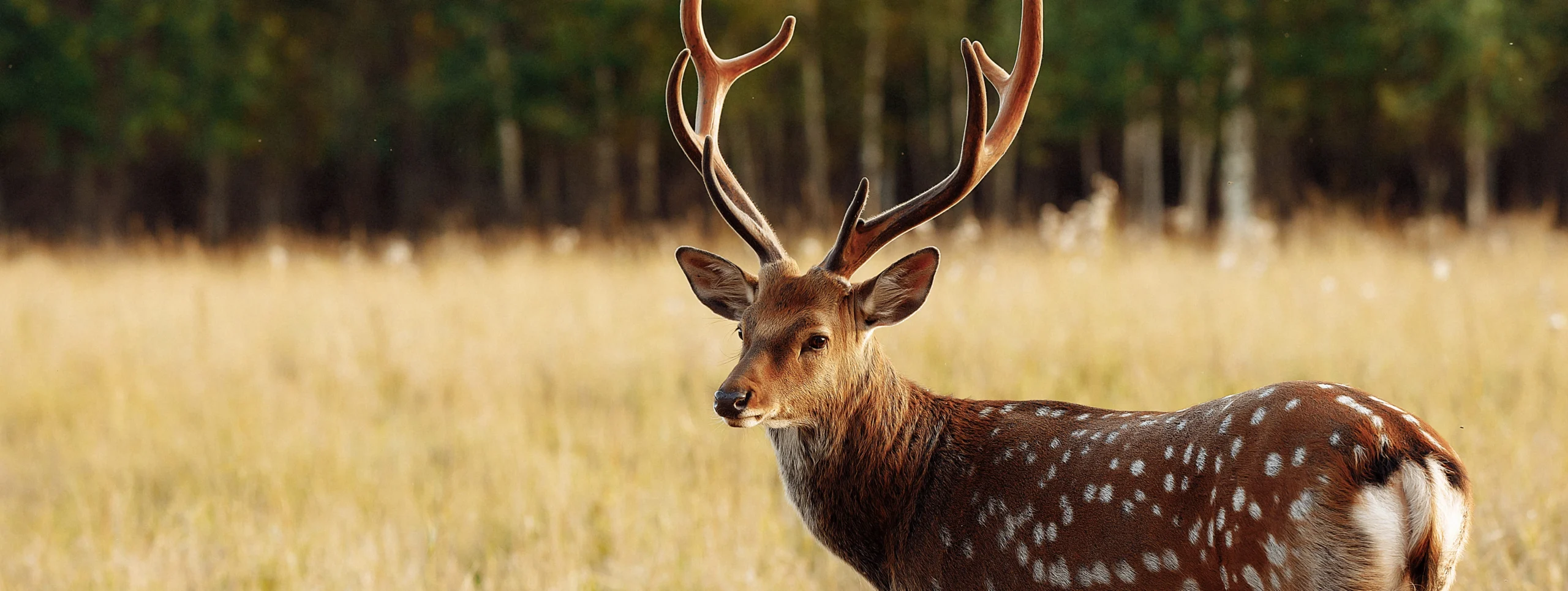 Closeup of axis deer with velvet antlers in open field – axis deer hunting outfitters