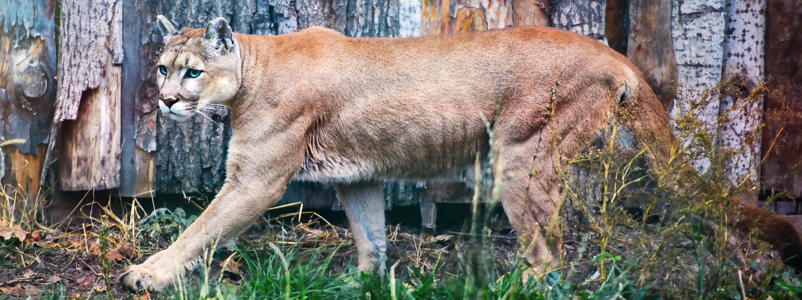 Mountain lion walking near woodland cover – representative of mountain lion hunting outfitters